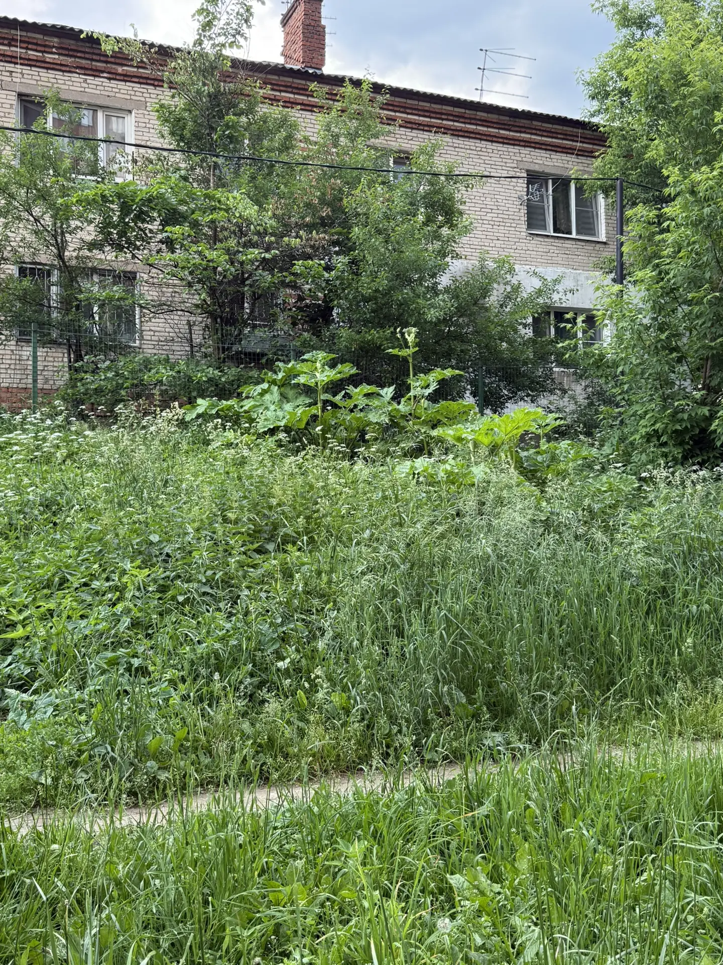 Добрый день, Поварово 1 мкр у дома 19 и детской площадкой 1 корпуса растет борщевик, надо скосить тр