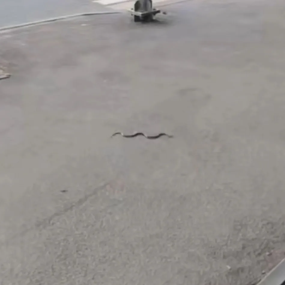 🐍 В Смоленске змею заметили у первой стоматологической поликлиники 

Мимо ужика спокойно проходили 