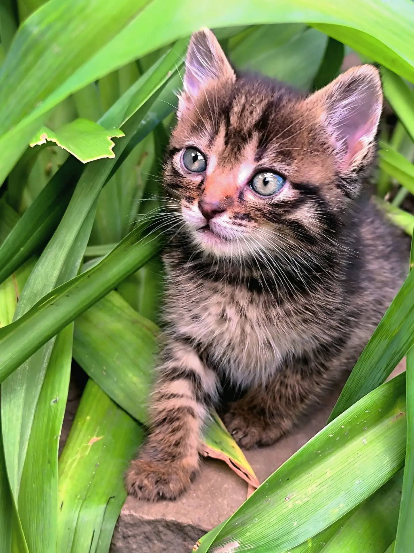 Котята в добрые руки!
+79591950298

✍️Предложить объявление, для размещения
 • в соцсетях: пишите ВК