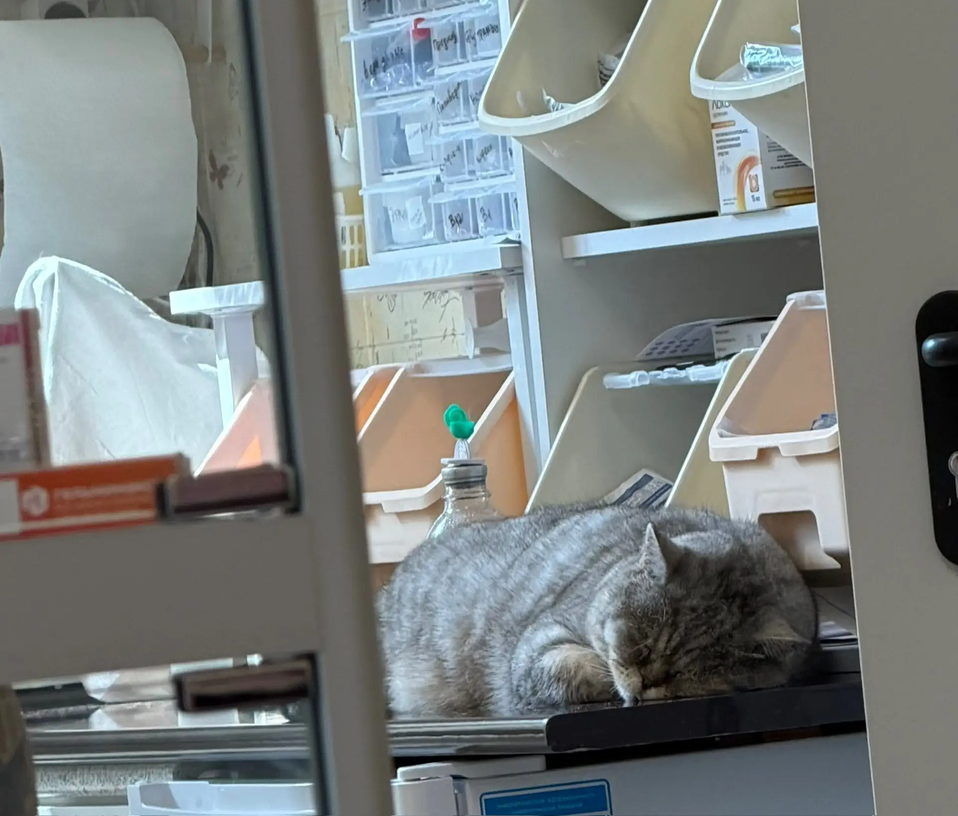 А это местный житель ветклиники Сёма😍 8 кг котяра😳
Он вообще на релаксе там у них)

Конечно же я е