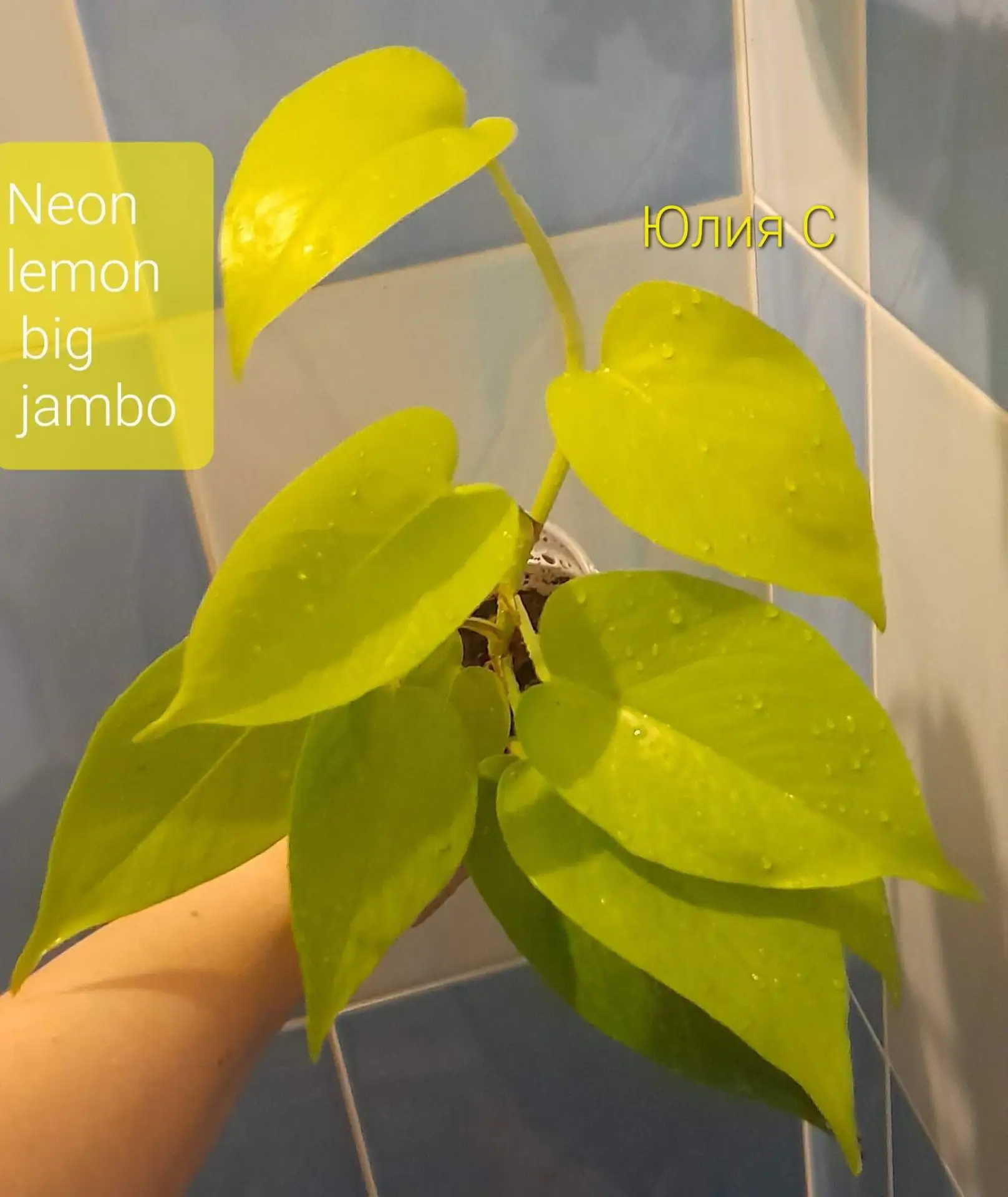 Эпипремнум aureum Neon lemon big jambo,тайский,гигантская форма,взрослые листья огромные:
1-матер.ра
