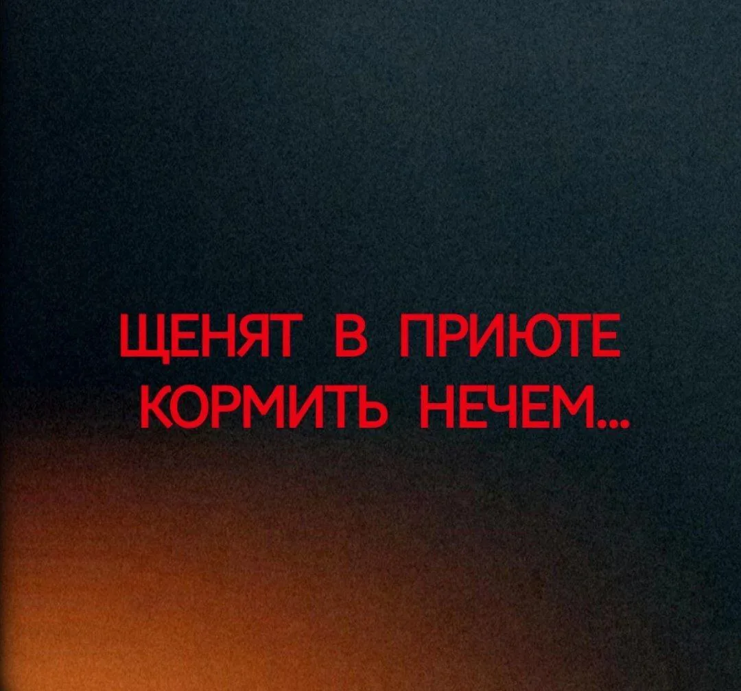 ЩЕНЯТАМ НУЖЕН КОРМ..

Интернет толком не работает, нас просто не видят..
Но это не отменяет того, чт