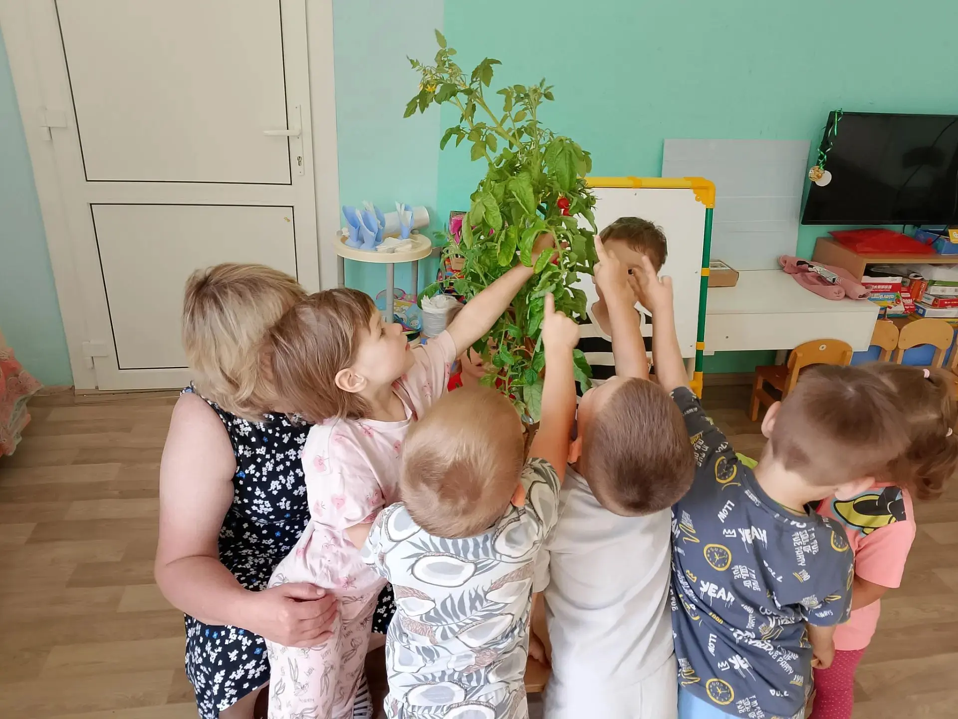 В группе раннего возраста вырос урожай на окне - помидорки