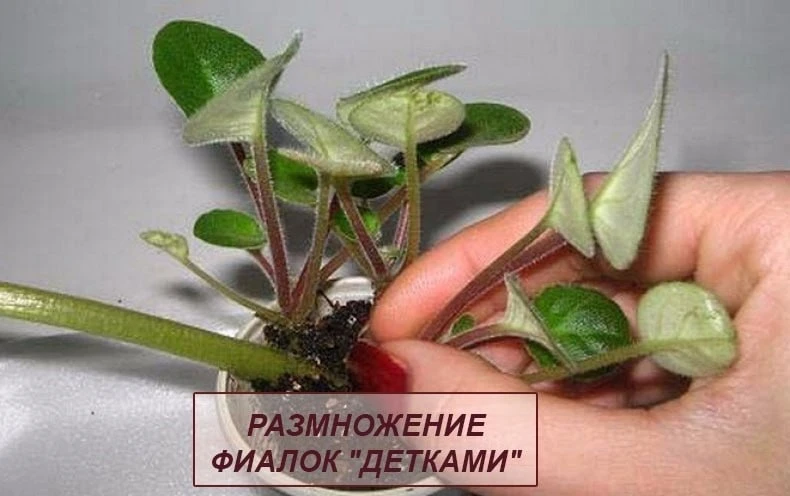 🌱РАЗМНОЖЕНИЕ ФИАЛОК "ДЕТКАМИ"

Рассаживать "деток" лучше всего в одноразовые пластиковые стаканчики