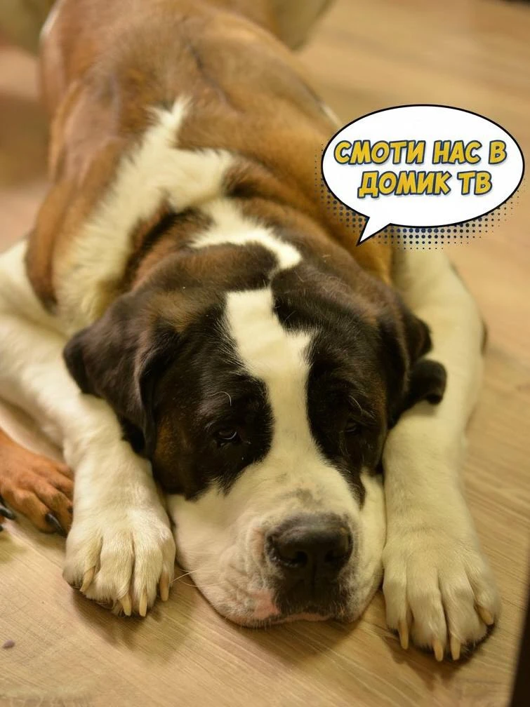 СМОТРИТЕ НАС В «ДОМИК ТВ» В МАКСЕ! 🐶🎬

Друзья, «Домик Мелкашей» на связи! Мы напоминаем, что в при