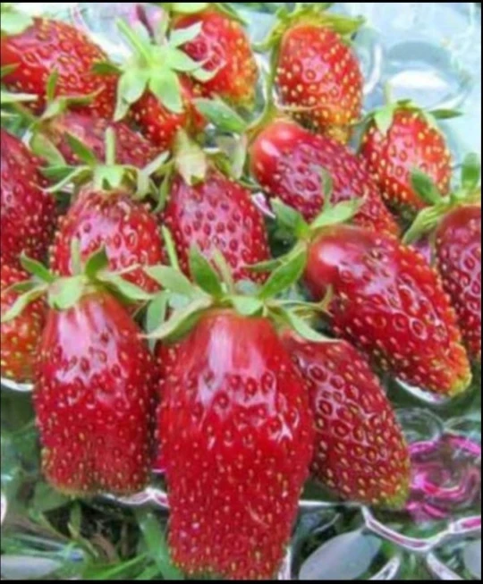 🍓🍓🍓Рассада земклубники Купчиха. Размер крупноплодной клубники, вкус лесной земляники 89146330887 