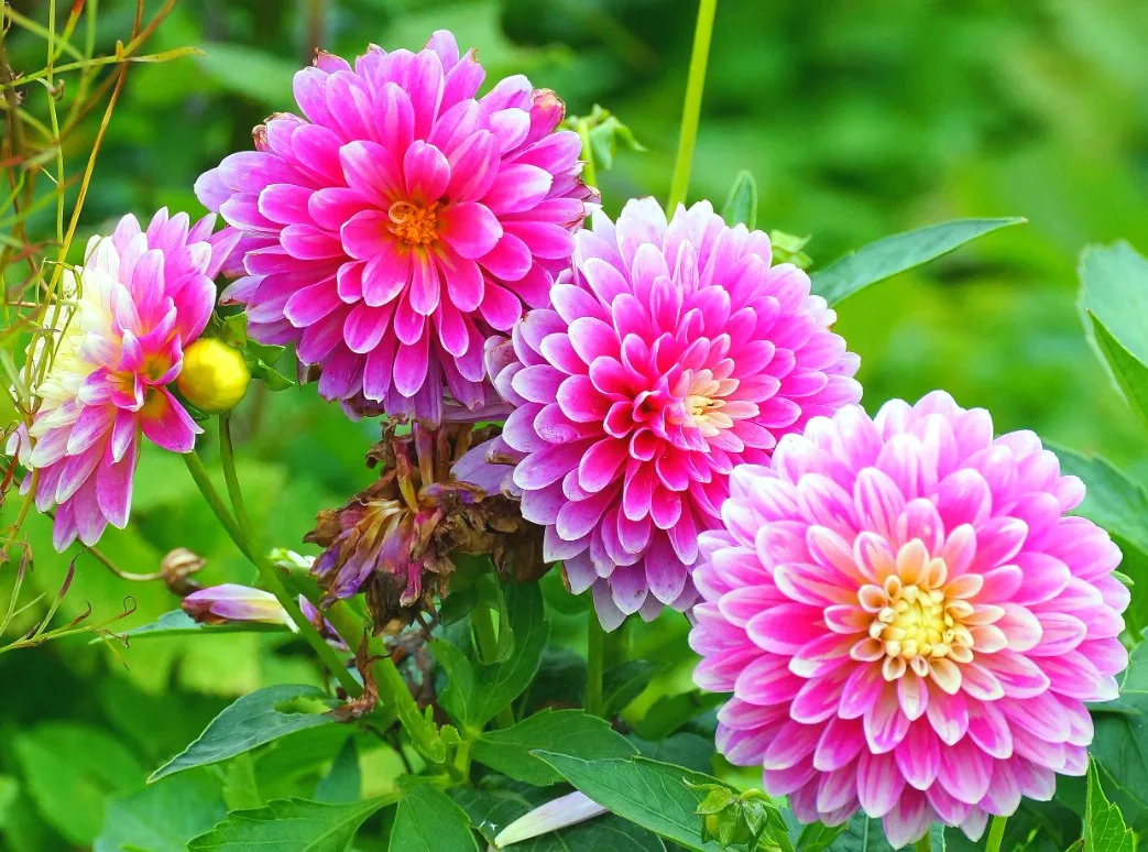 Пошаговая инструкция размножения 🌸 георгинов зелеными черенками  
 
1️⃣ Чтобы получить черенки геор