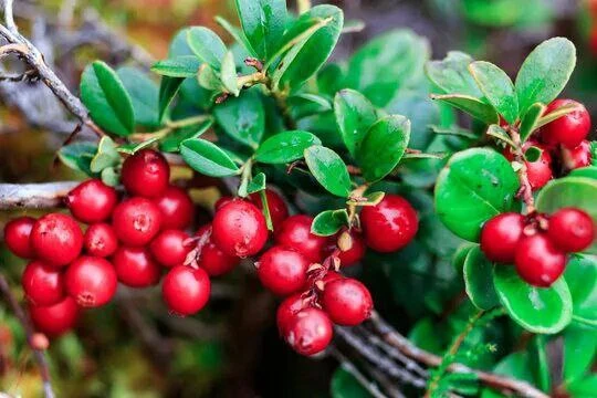 Иммунитетны шулай ныгытып була

Сәламәтлеккә кул селтәп карарга ярамый. Иммунитетны кайгыртып торырг