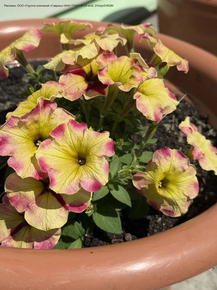 🌸 Уход за петунией в июне 🌸

Июнь — время, когда петуния активно наращивает зелёную массу и радует