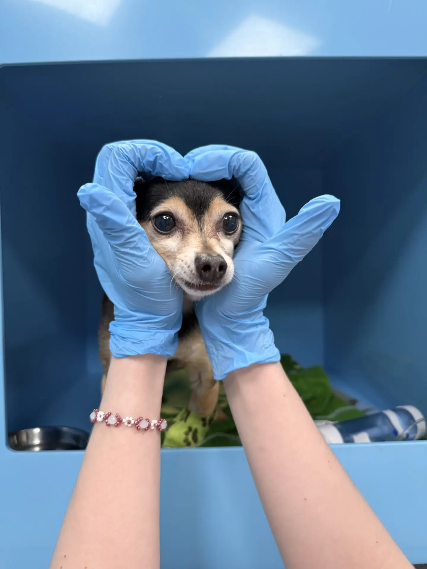 Милашка Чарли передает вам привет🐶💓