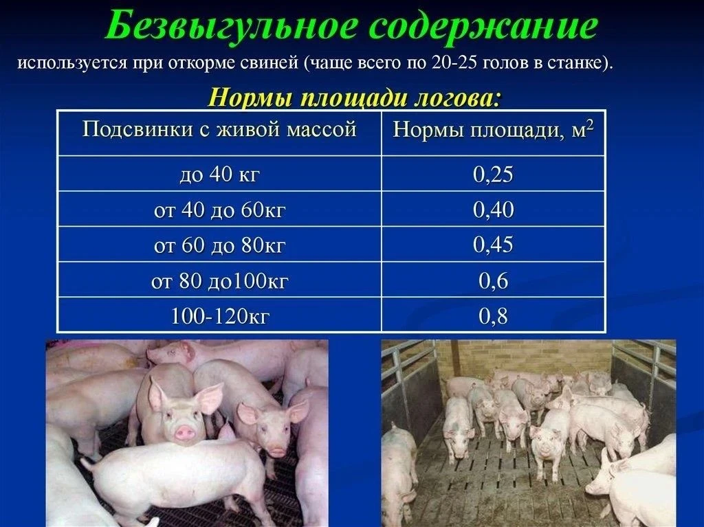 Безвыгульное содержание животных позволяет предотвратить заражение особо опасными болезнями!
Ветерин