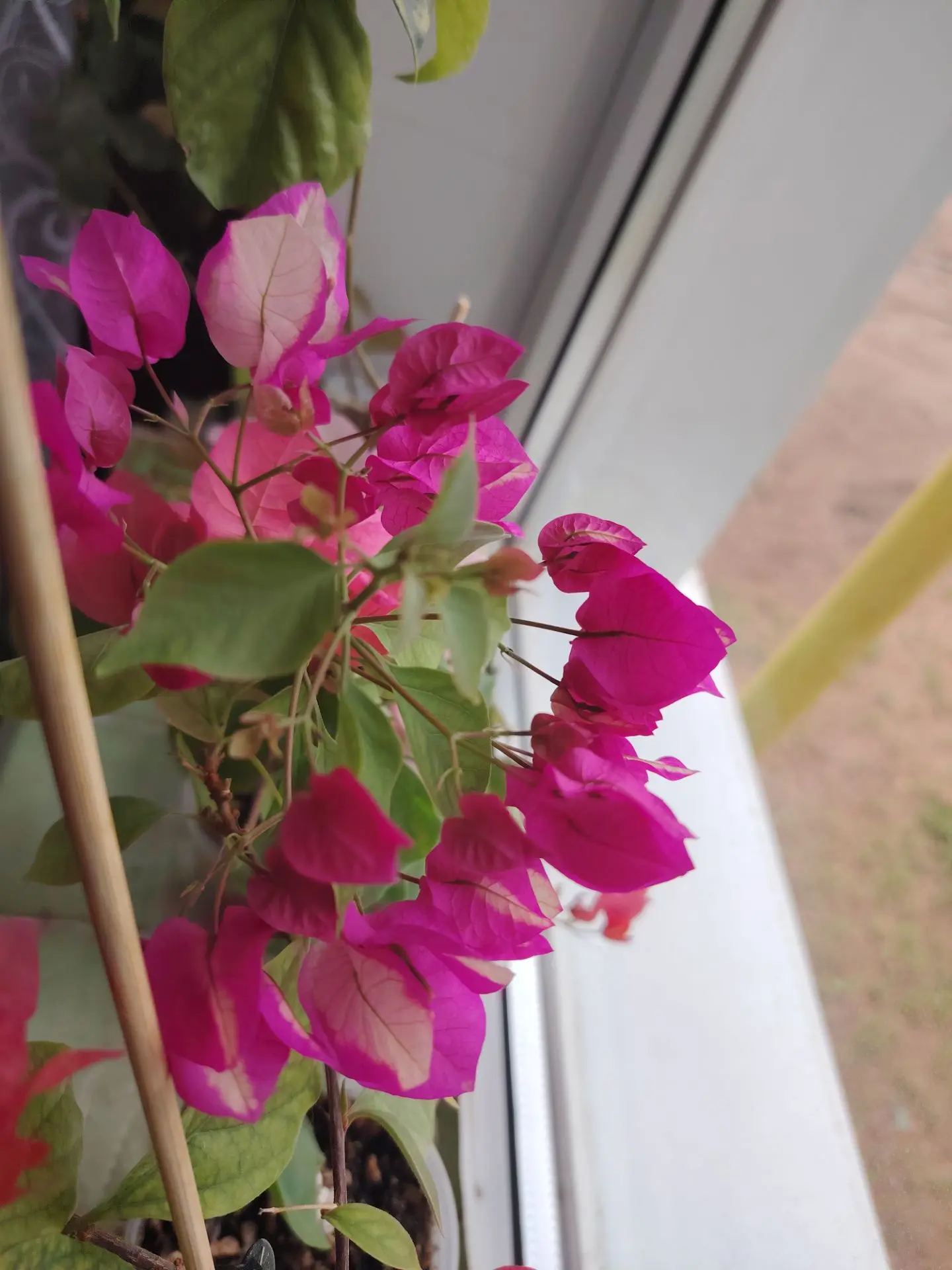 Алеся, спасибо за цветочки. Моя Вера уже зацвела, 🥰😊