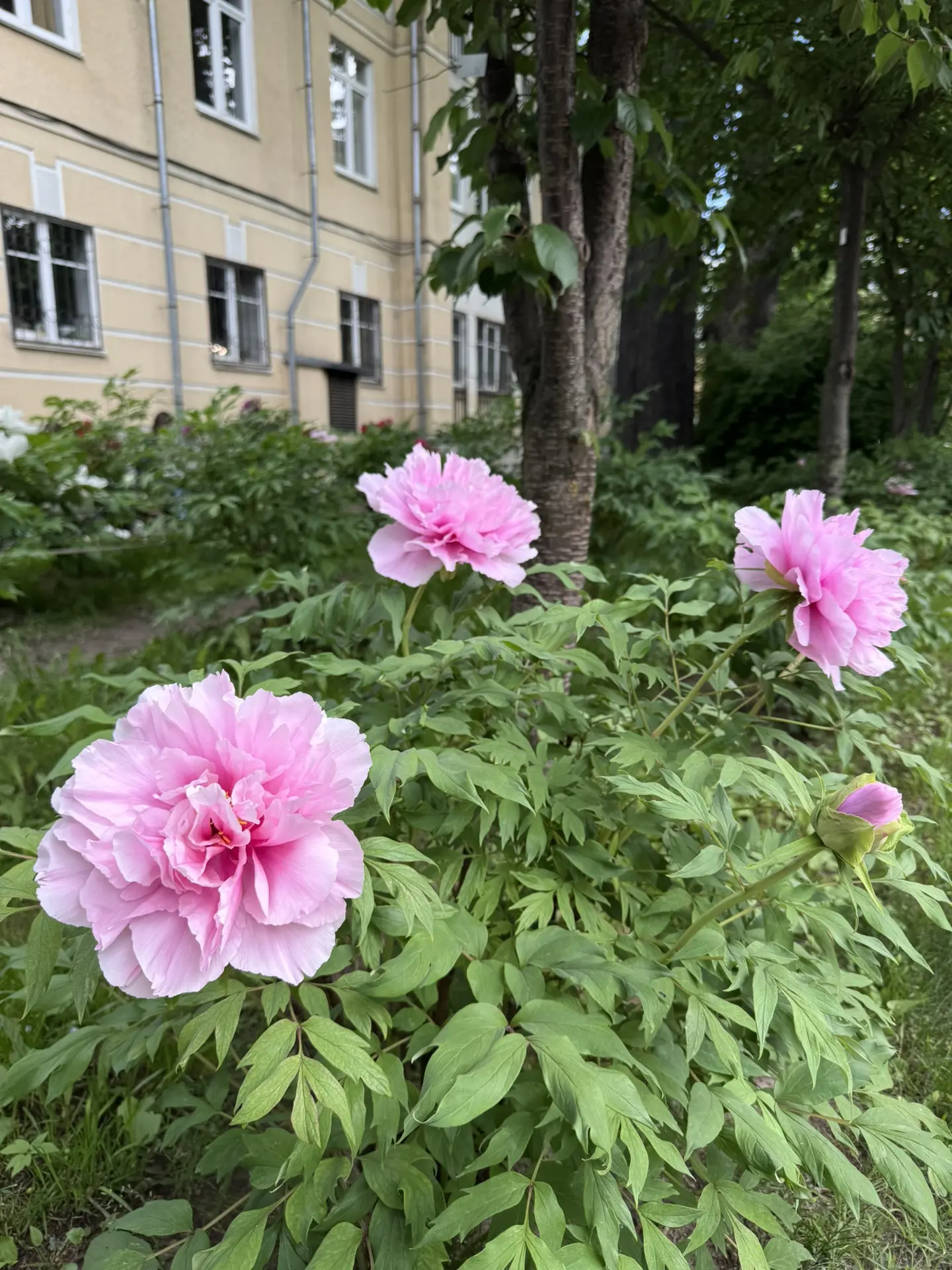 Пионарий цветёт 🌸

Японские древовидные пионы впечатляют своими размерами и разнообразием сортов. С