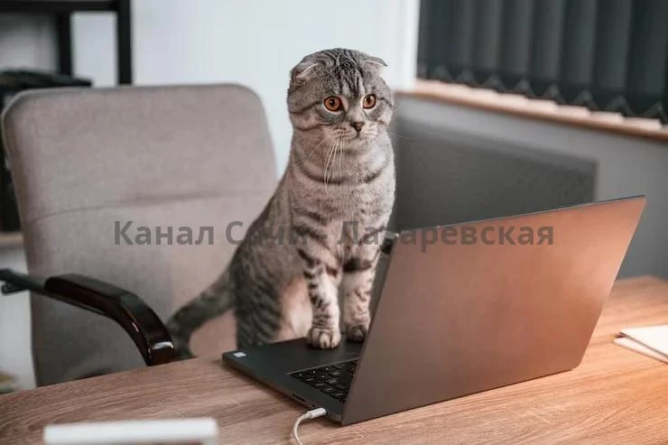🐶 Россияне могут брать питомцев на работу, — юристы

Это можно сделать, если в компании нет противо