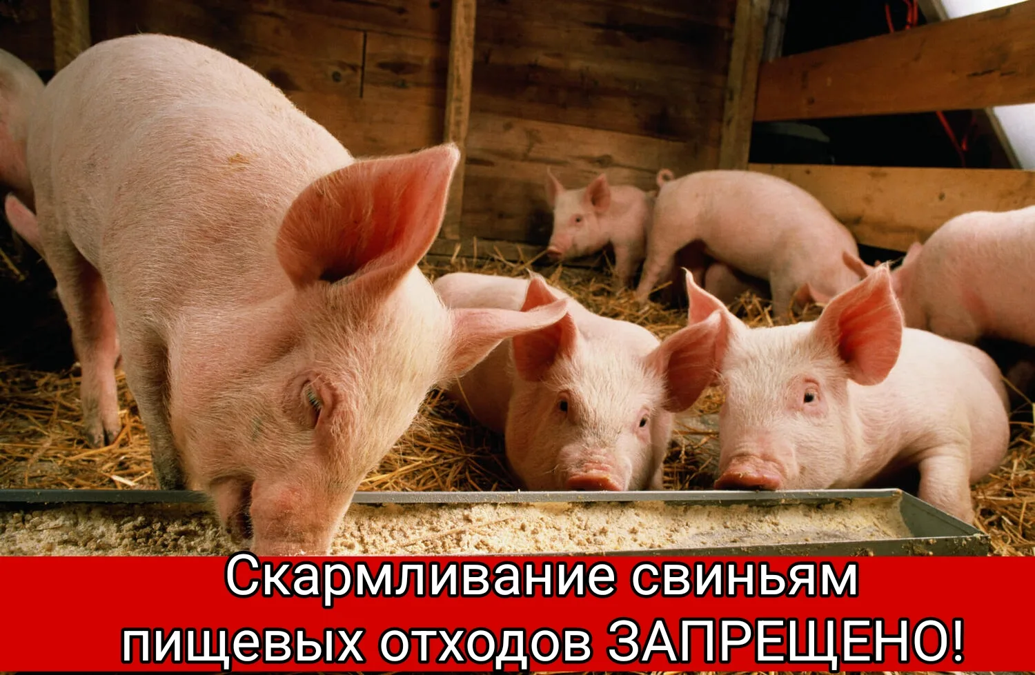 ❗Скармливание свиньям пищевых отходов ЗАПРЕЩЕНО!

🔻Запрет на использование пищевых отходов для корм