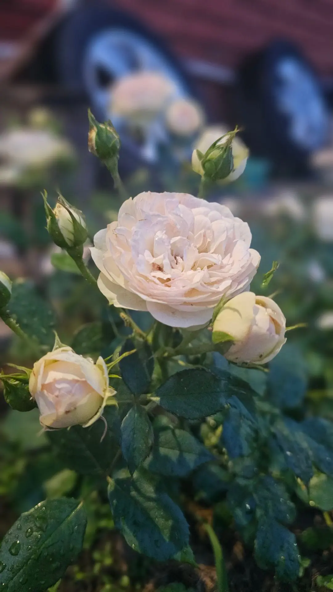 Роза радует многоцветочками 😍

Сладких снов