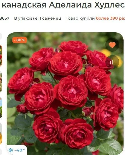 Я выписывала ярко-красные, а расцвели какие-то ужасные белые розы. Во-первых, белые розы я не люблю,