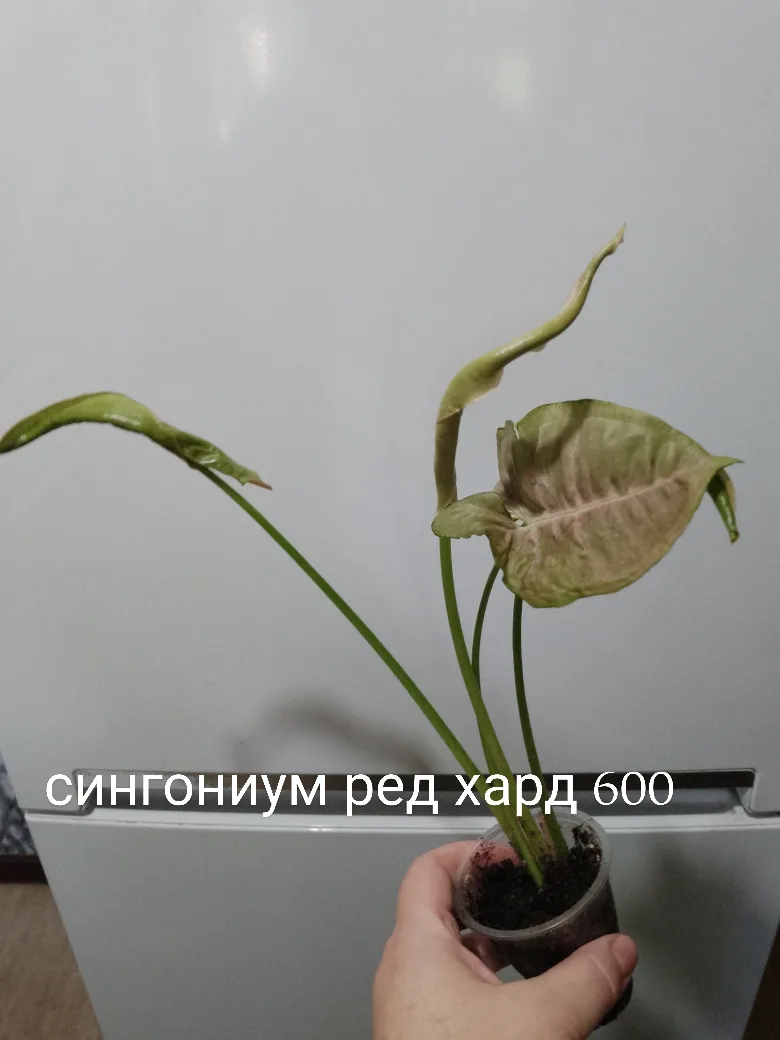 Продам . Саратов. Отправлю озоном , вб, почтой, 5пост