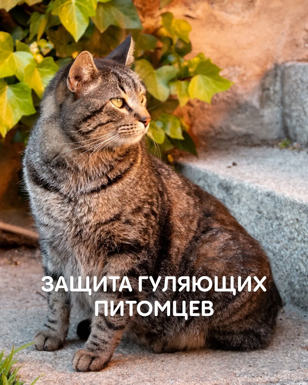🐾 КАК ЧАСТО НУЖНО ПРИВИВАТЬ И ОБРАБАТЫВАТЬ ПИТОМЦА ОТ ПАРАЗИТОВ?
Один из самых частых вопросов от в