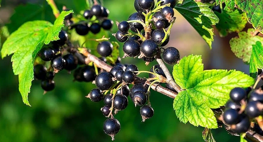 🍇 Крупная смородина начинается с сорта. Проверенные гиганты: Селеченская 2, Добрыня, Лентяй, Ядрёна