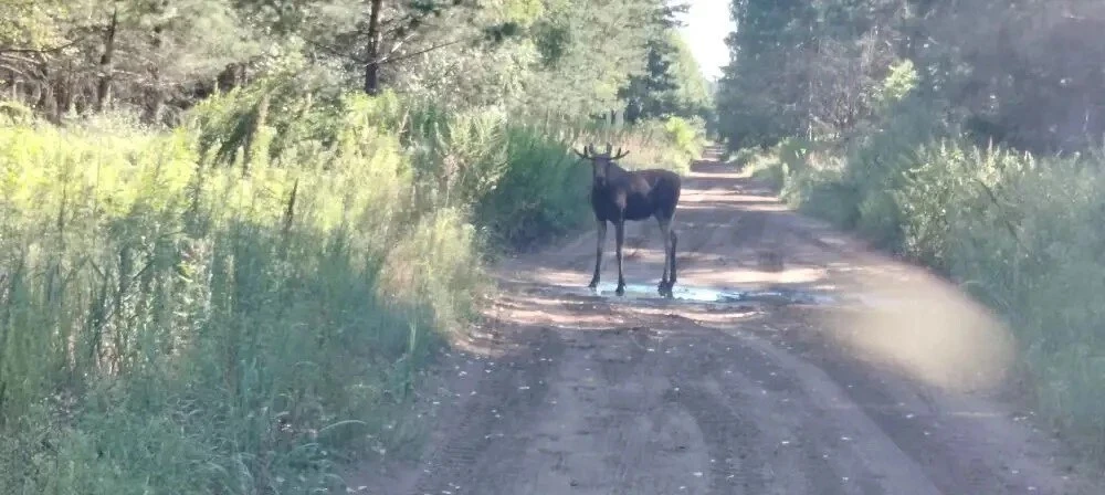 🦌 В Бузулукском бору госинспекторы повстречали лося во время патрулирования нацпарка.

Животное не 