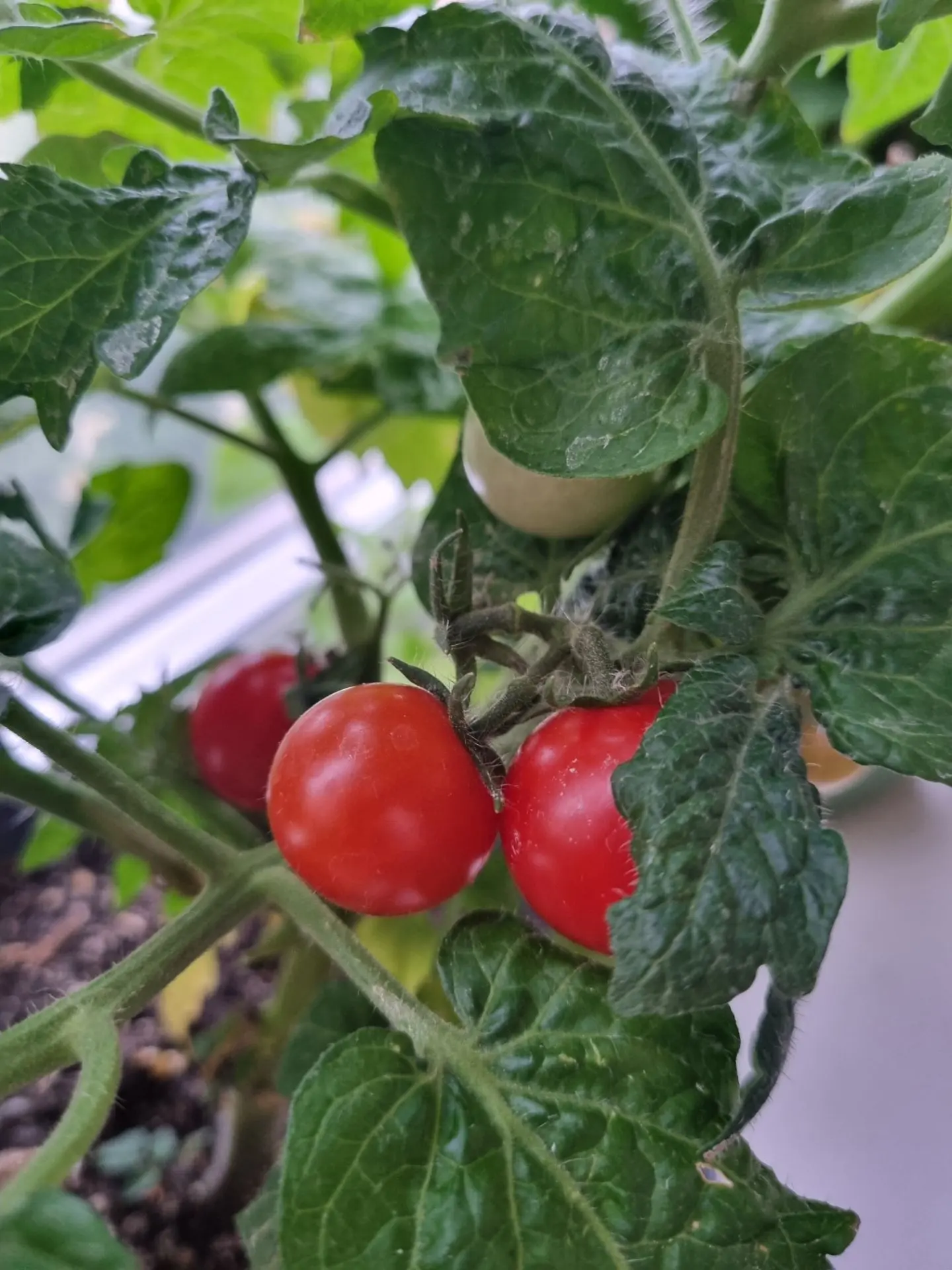 На подоконнике зреют томаты) между прочим даже вкус приличный!)