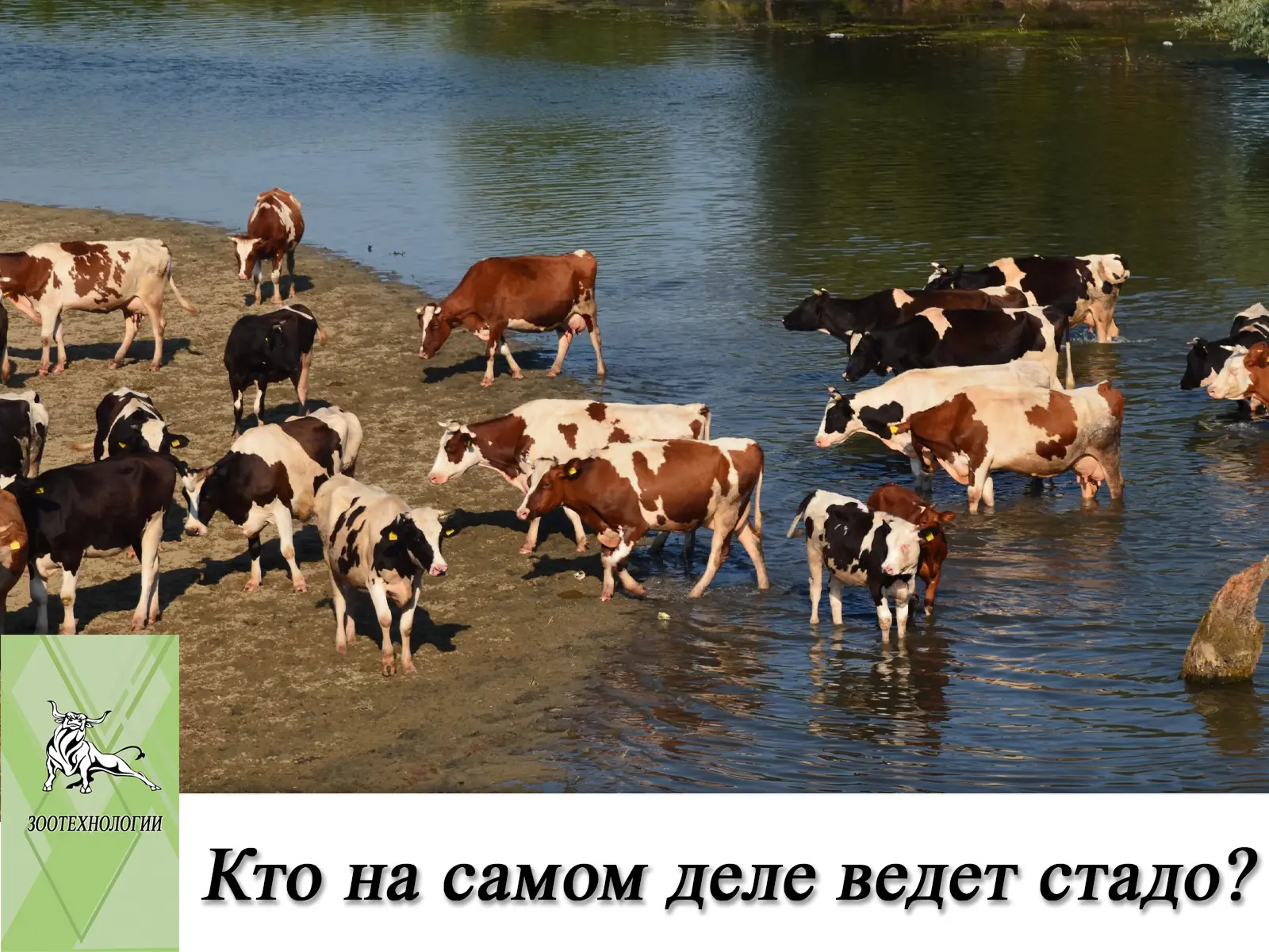 Кто на самом деле ведет ваше стадо — Лидер или Агрессор?

🐮 Часто директора и зоотехники молочных к