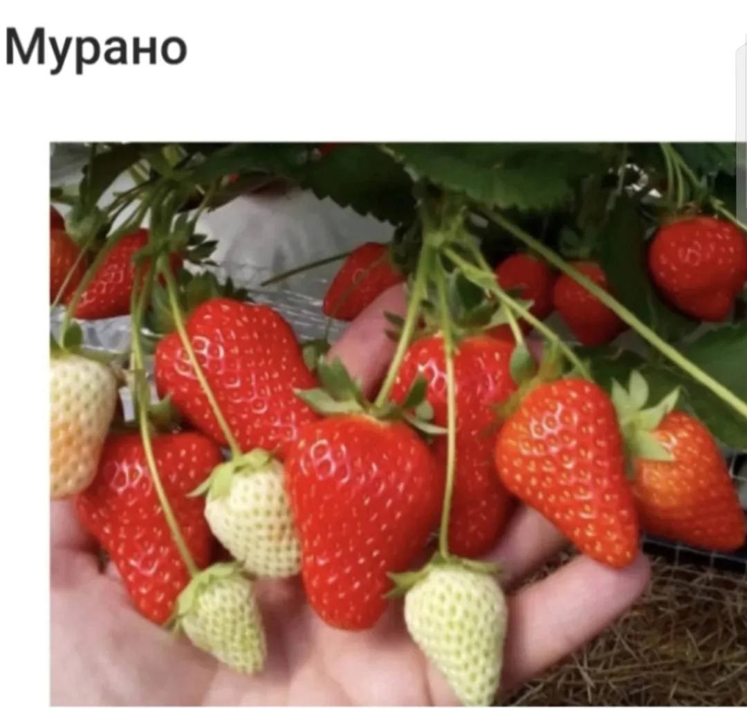 ПРИНИМАЮ  ЗАКАЗЫ‼️
  На Качecтвенные саженцы КЛУБНИКИ  🍓  и ЕЖЕВИКИ 🍇 и МАЛИНЫ  c закpытой кopнево