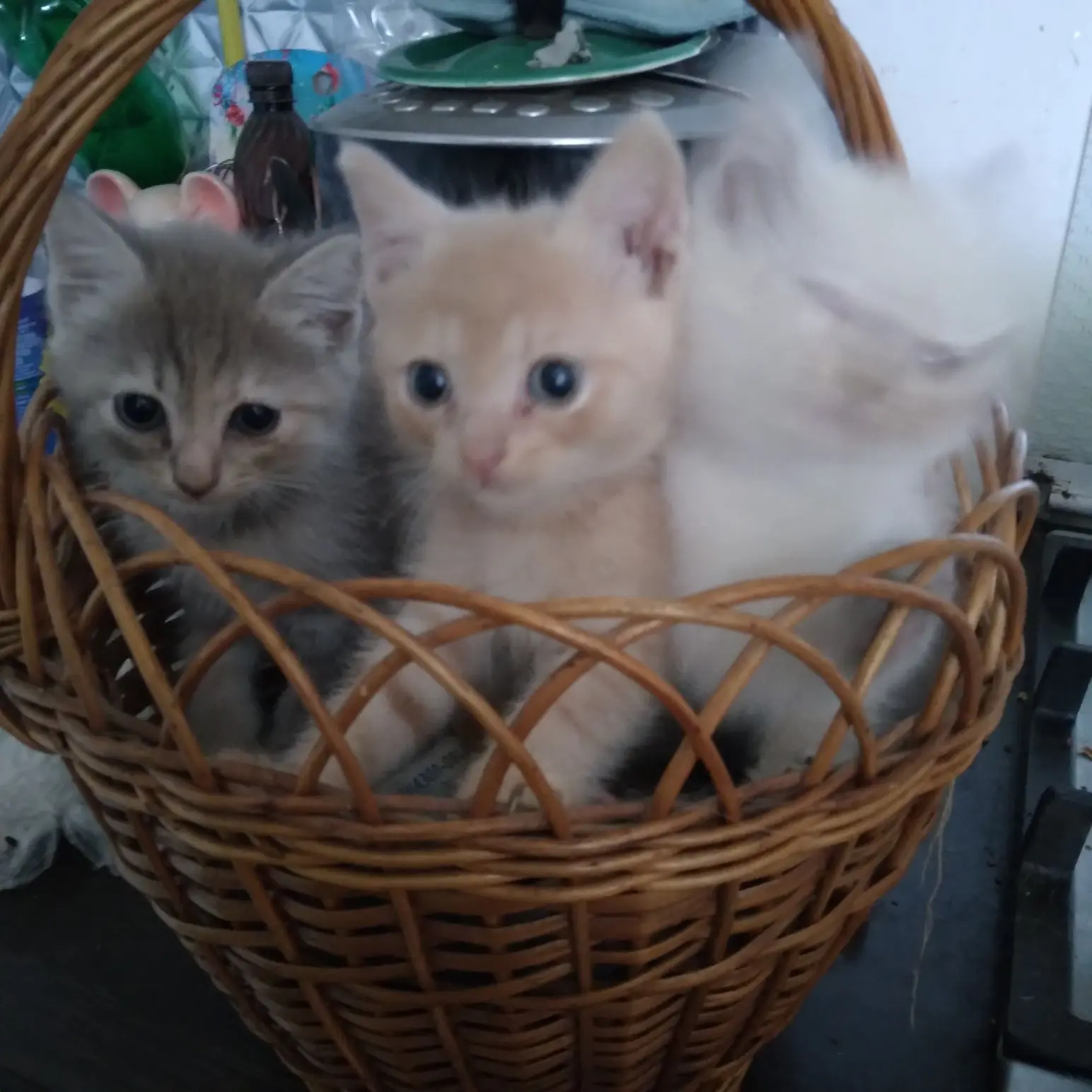 Отдам котят в добрые руки,2 месяца, есть 1 мальчик и 2 девочки.
89018050298