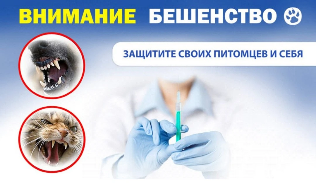 Бешенство: опасность, о которой важно знать!

На территории ЗАТО Железногорск в 2025 г. пострадало о