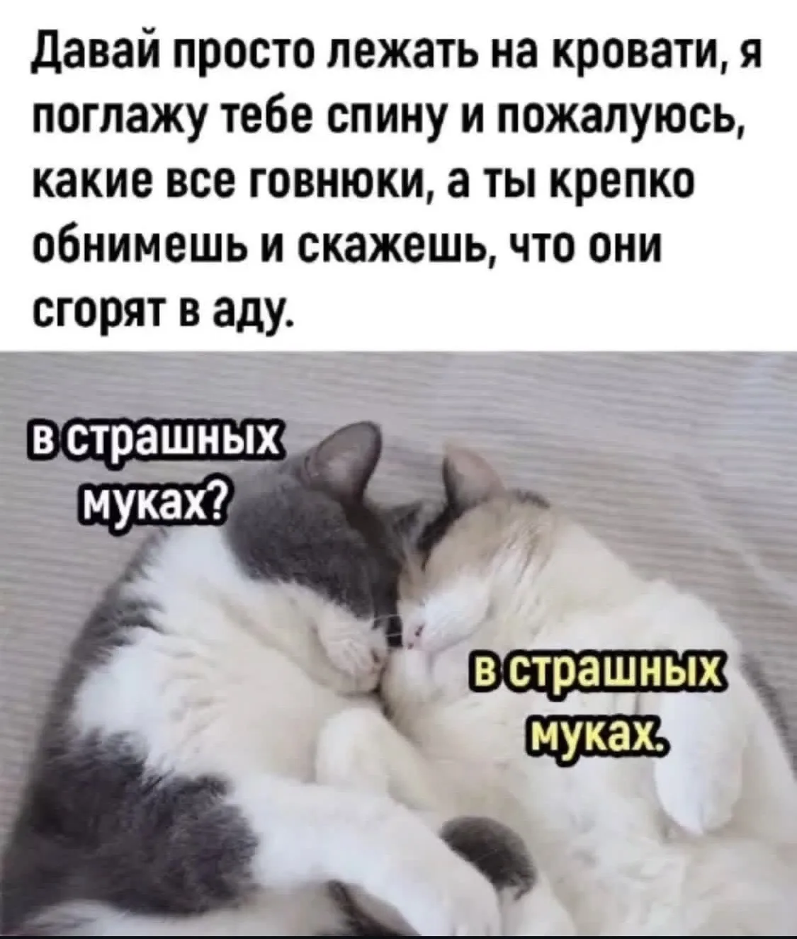 🐈🐈‍⬛