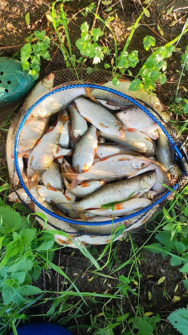 🎣 Июньская рыбалка на Проне

Начало июня на реке Проня порадовало отличным клёвом плотвы. Поклёвки 