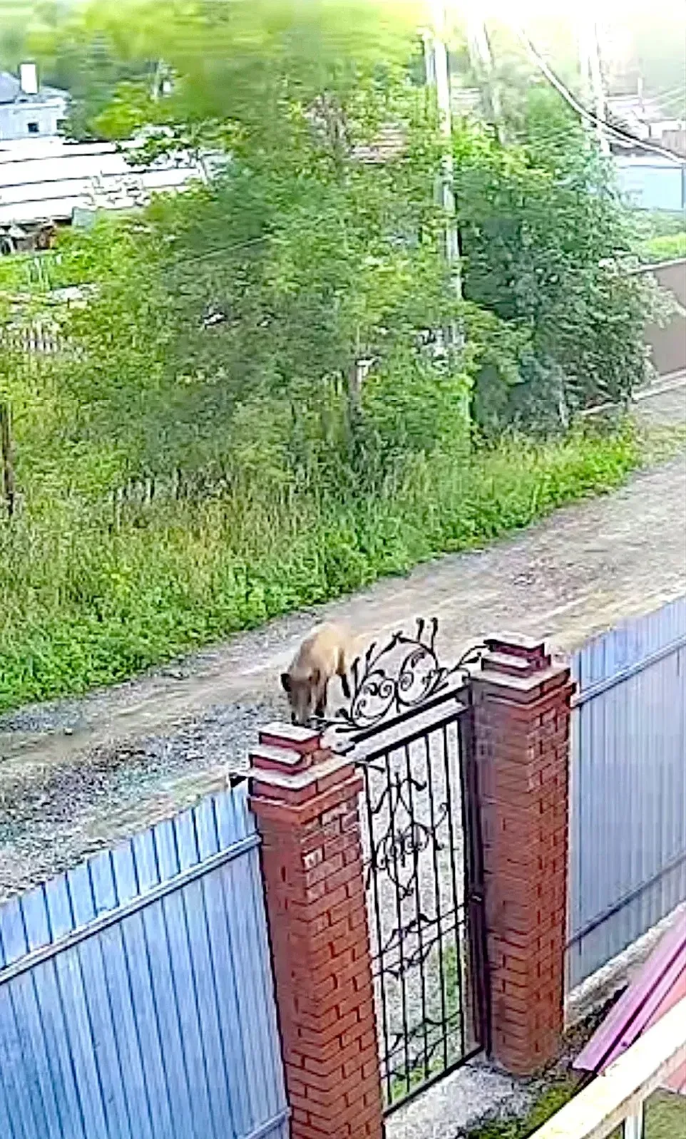 На Речном переулке сейчас ходит кабан.
Он уже несколько дней назад был  замечен в СНТ Иня-2.
Что дел