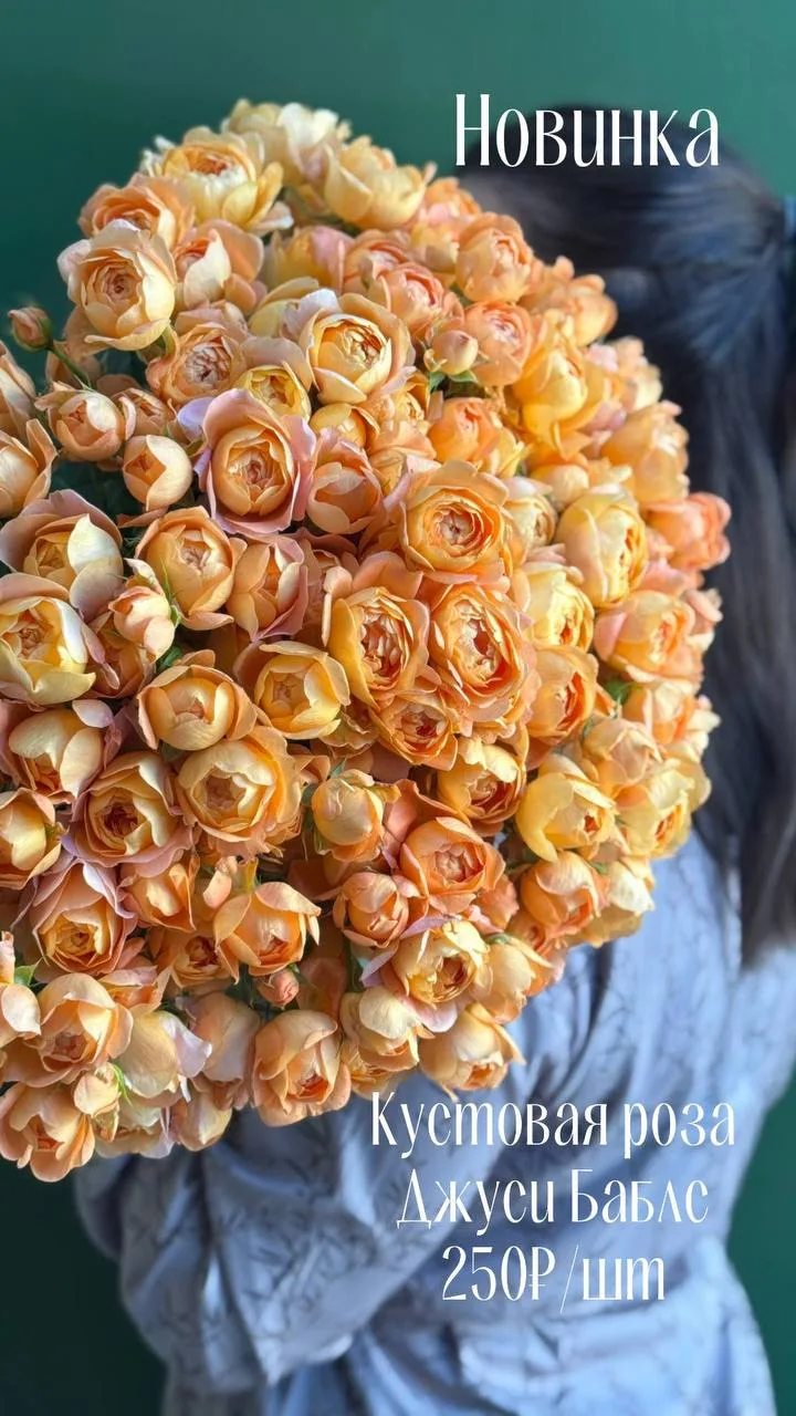 ПОСТУПЛЕНИЕ 
КУСТОВОЙ РОЗЫ🌸
Количество ограничено! 
Для заказа +79385500042