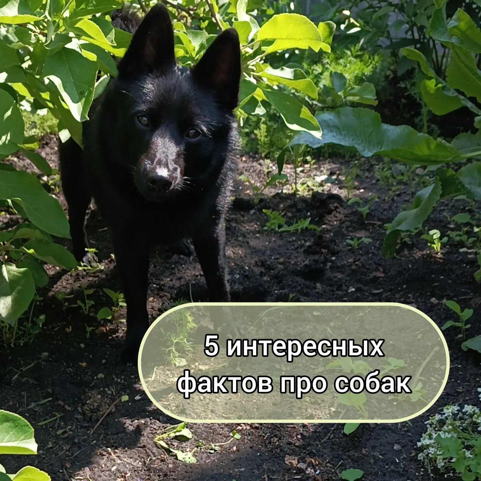 5 интересных фактов про собак:

🧐Выбирая глистогонное средство нужно учитывать породу своей собаки?