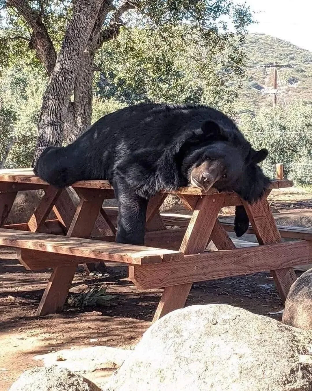 🐻 Стол забронирован до обеда. 
🛌 Или до осени или до весны. Смотря когда проснусь.

Животные в фок