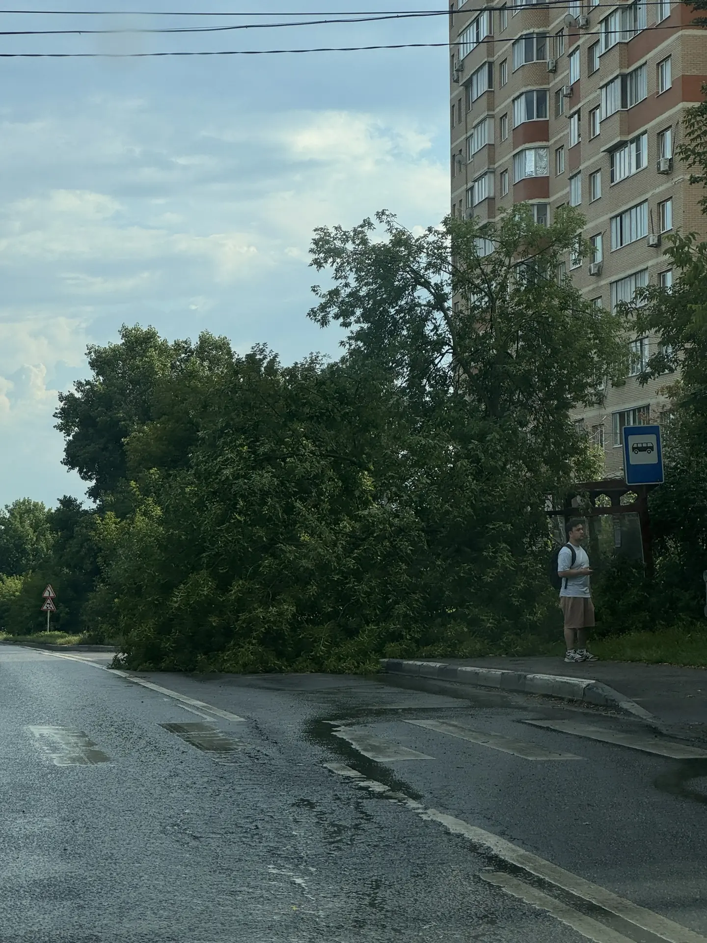 На остановке дворец пионеров в сторону Подольска упало дерево и погнуло остановку