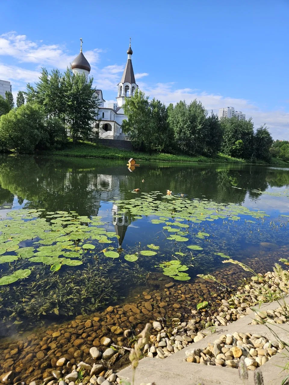 Утиная идиллия на пруду 🦆

Тишина, нарушаемая лишь тихим плеском воды... Солнечные блики играют на 