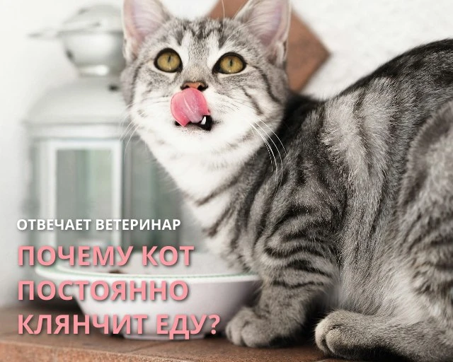 🐱Кот ведет себя как вечно голодный: просит добавку сразу после еды и «клянчит» у всех домашних❓ Мы 