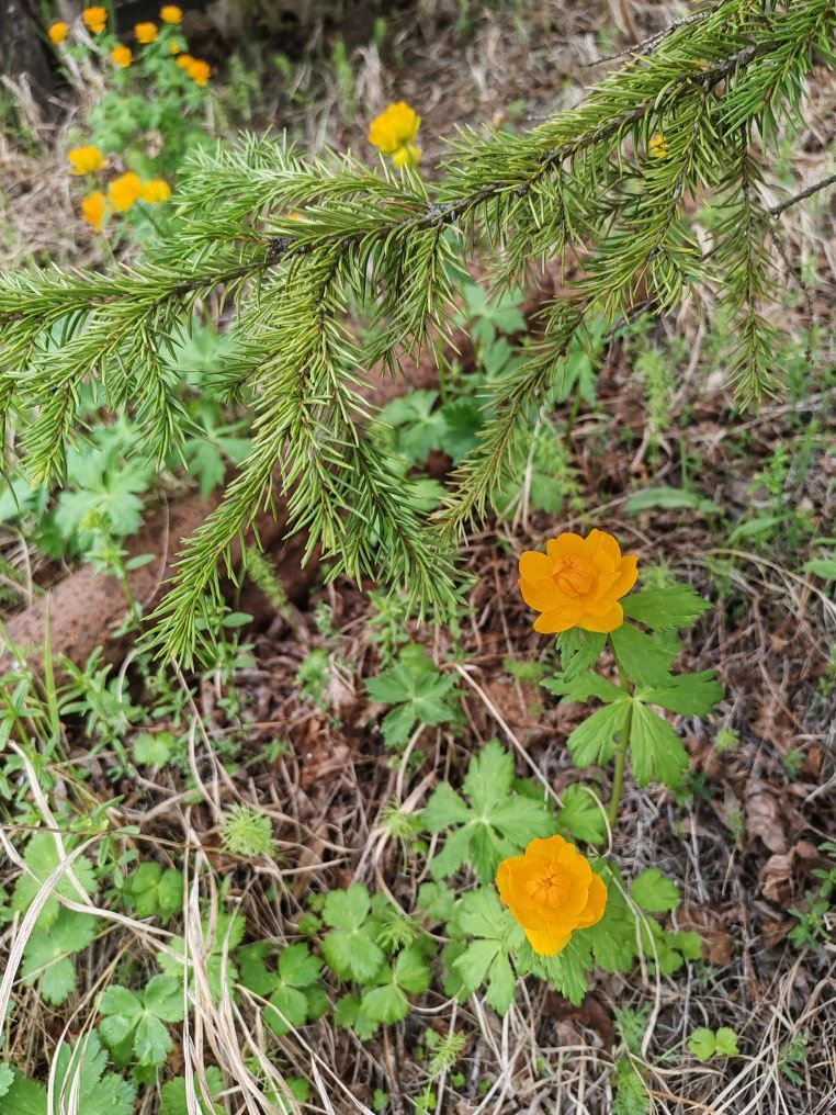 Жарки (купальница азиатская, лат. Trollius asiaticus) — это ярко-оранжевые или желтые цветы из семей
