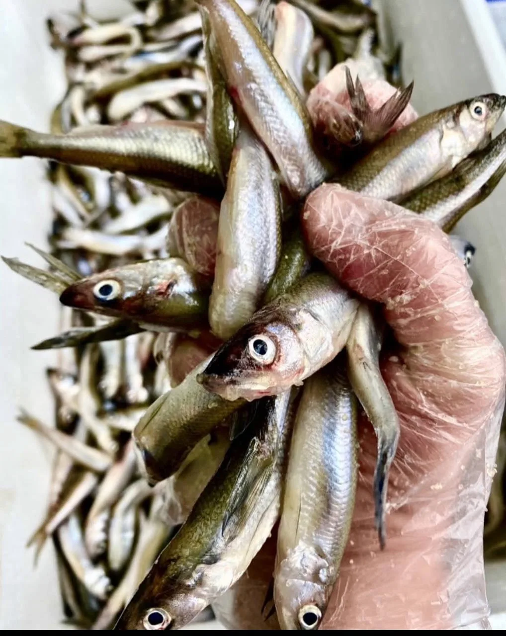 🐠 Она пришла и в Москву,
наши хорошие друзья - виртуозы рыботорговли из" Капитана Селёдкина" каждый