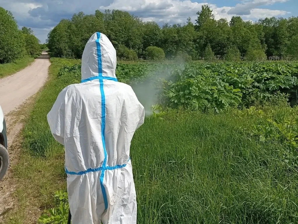 В Новгородской области активно ведется сезонная борьба с борщевиком Сосновского 🌱 

Подрядные орган