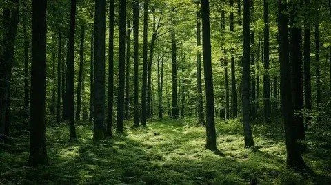 🌲 Лесники в шоке

Учёные из Сколтеха разработали ИИ, который умеет анализировать леса Сахалина по с