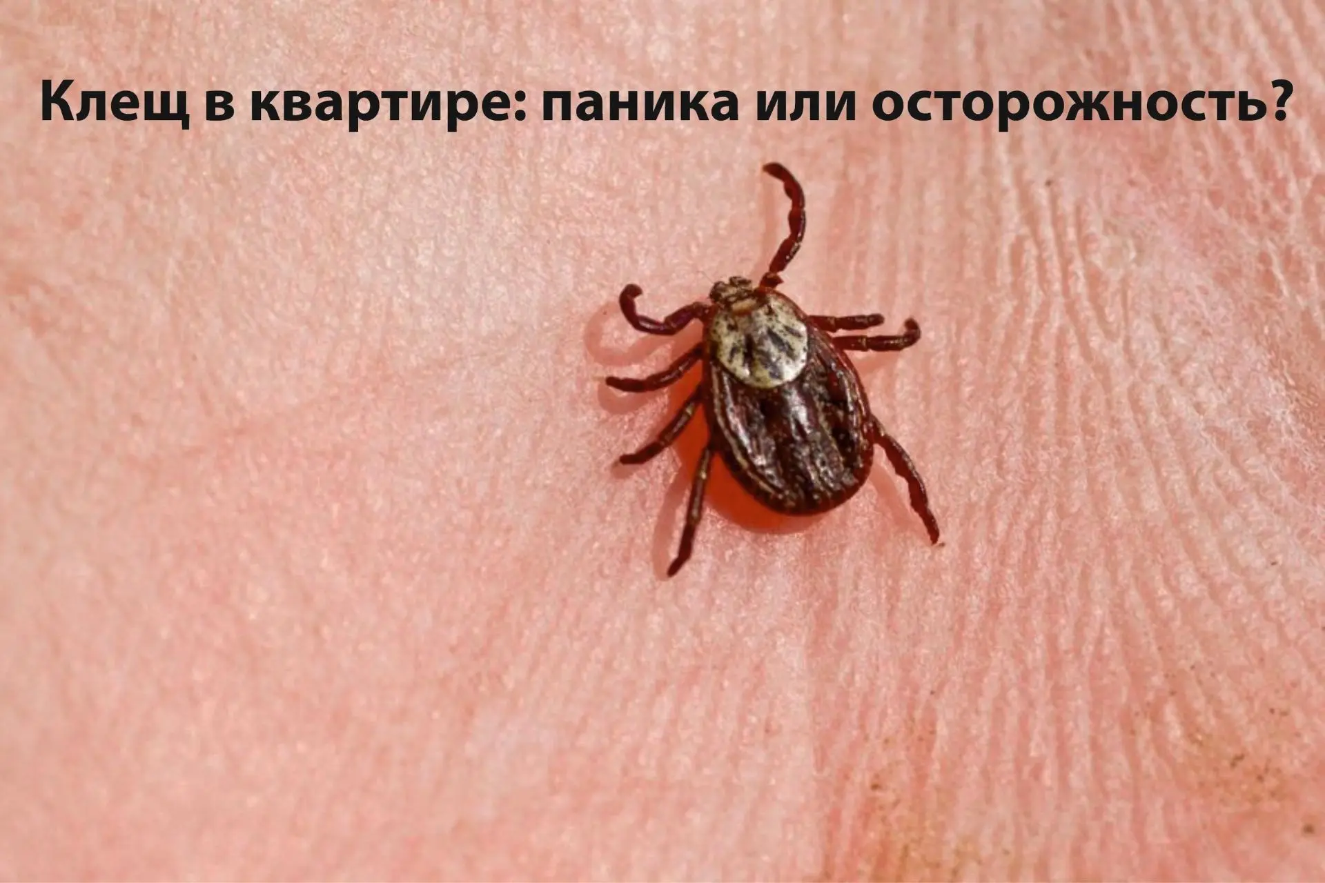 Клещ в квартире: паника или осторожность?

Многие после прогулок по лесу или парку ловят себя на тре