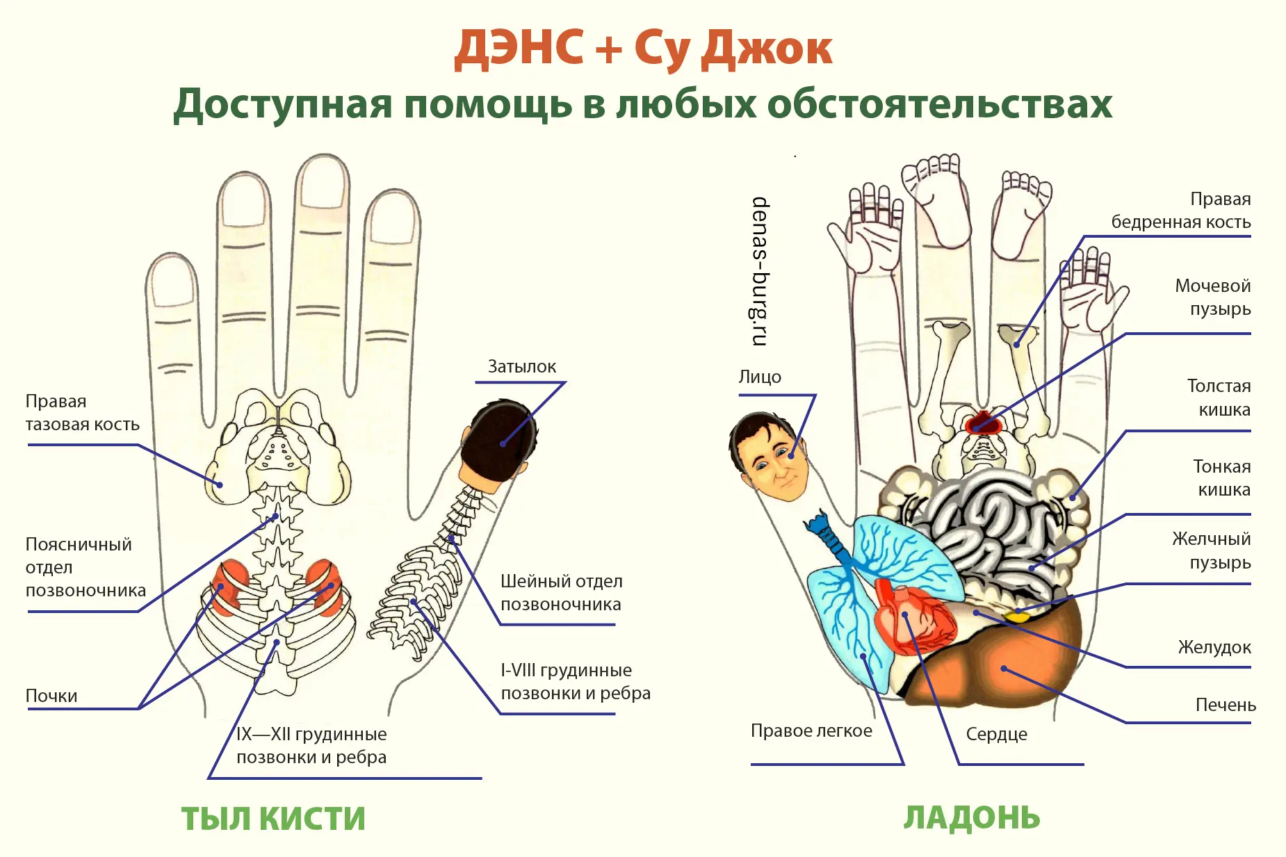 ДЭНАС + СУ-ДЖОК
🛑Су-джок терапия – это метод воздействия на биологически-активные точки кистей и ст