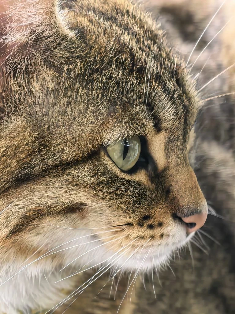 У котиков сегодня фотосессия! 📸 Красавчики наши! 🌟