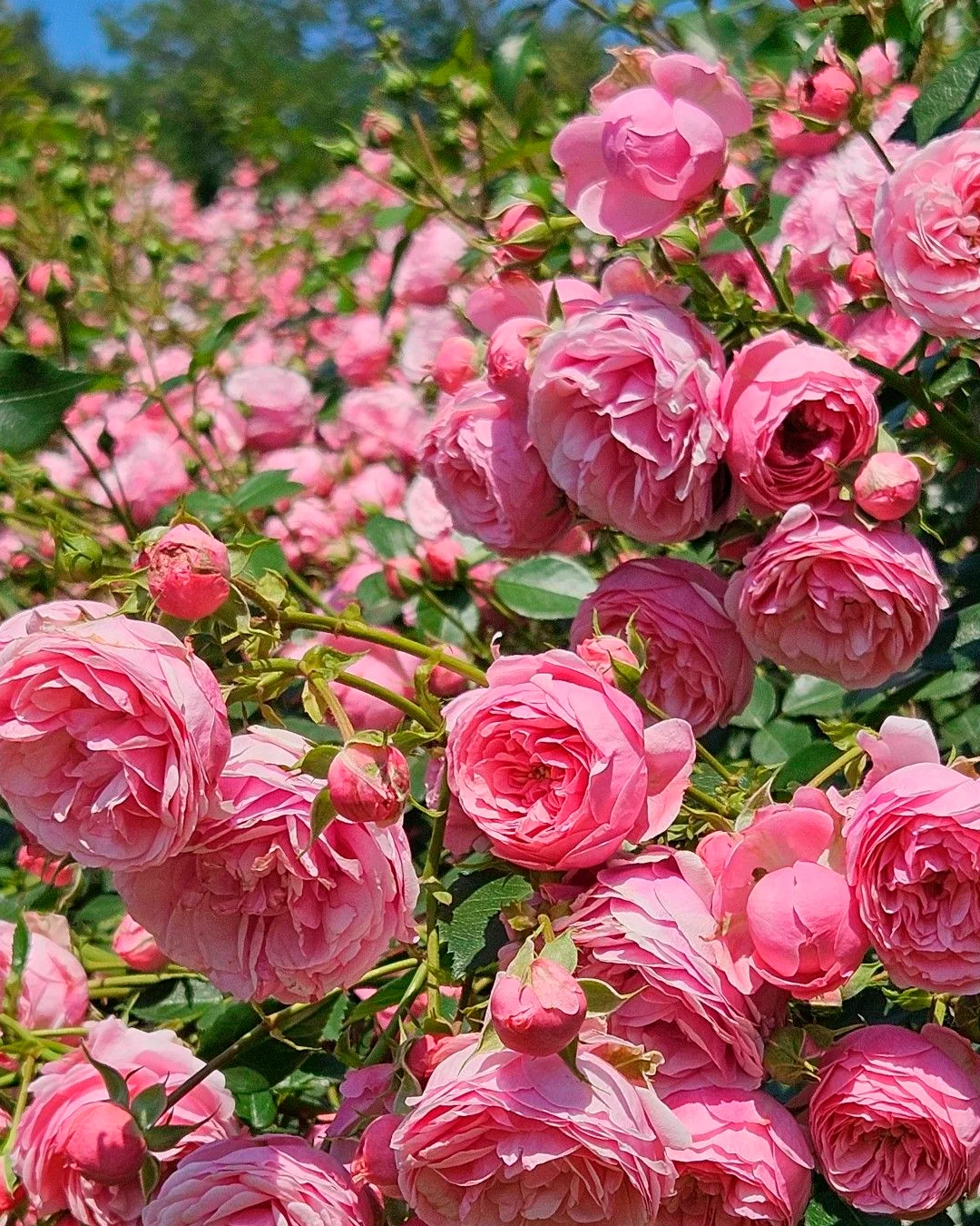🌹🌹🌹🌹🌹🌹🌹
Доброе утро! 
🌹🌹🌹🌹🌹🌹🌹