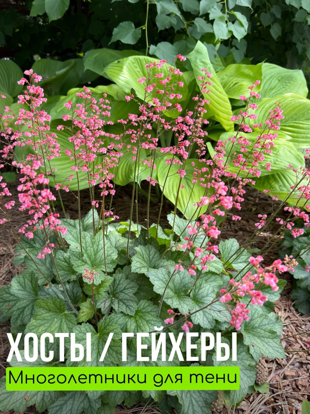 Многолетники  для тени/полутени - это прекрасный выбор для тех, кто хочет создать зеленый уголок , н