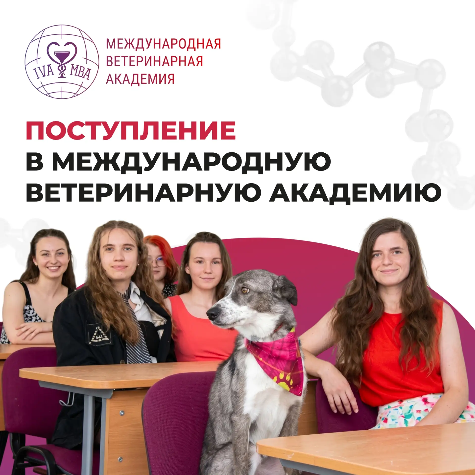Мечтаете связать свою жизнь с ветеринарией?

Мы собрали в одном материале всю самую важную информаци