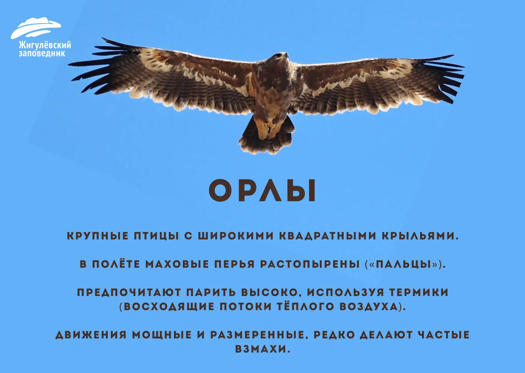 Заметили в небе парящую хищную птицу, но не можете понять, кто это? Разберём ключевые особенности по